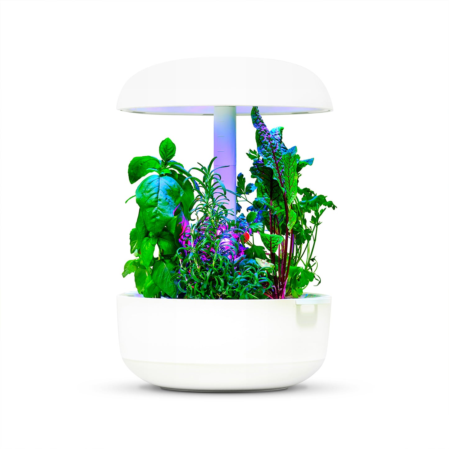 Smart Garden Plantui 6 - Bianco
